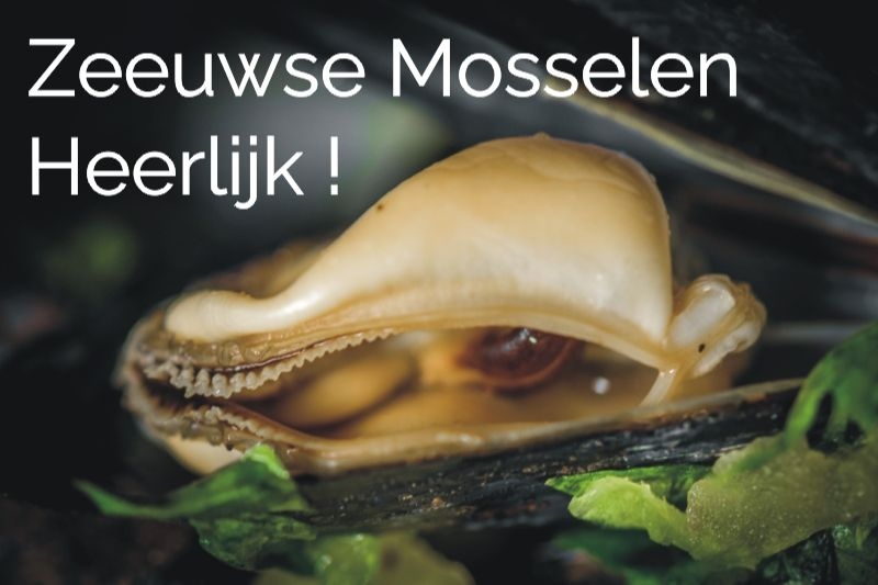 resto-real-koksijde-zeeuwse-mosselen-nl